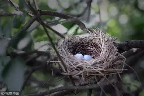 如何 讓麻雀 不要 來 築 巢|鳥害防治！如何防止鳥築巢？友善驅鳥、防鳥方法推薦 中西購安心